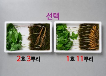 88세트 삼 산삼방